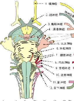 顔面痙攣_e0097212_1322187.jpg