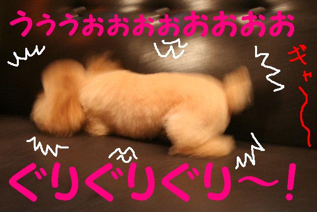 くすぐったいわ！！＆ちゃんと綺麗な私・・・＆トリマー泣かせ！＆脱走＆だっこ～_b0130018_9595823.jpg