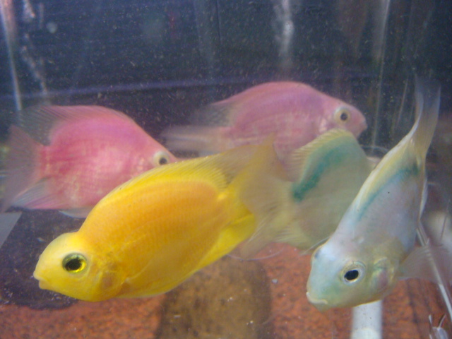 熱帯魚_f0189122_11301975.jpg