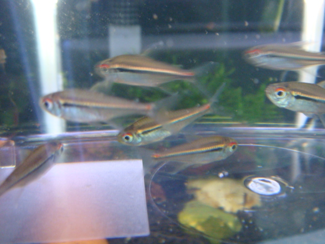 熱帯魚_f0189122_1131196.jpg