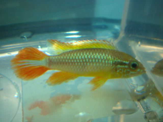 熱帯魚_f0189122_11344870.jpg