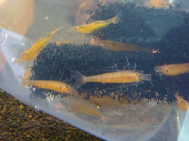 熱帯魚_f0189122_11361755.jpg