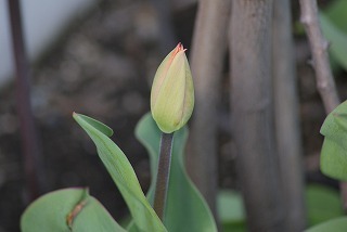 f0170524_1717183.jpg