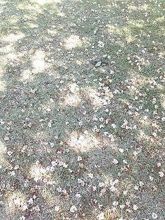 e0094325_16323095.jpg