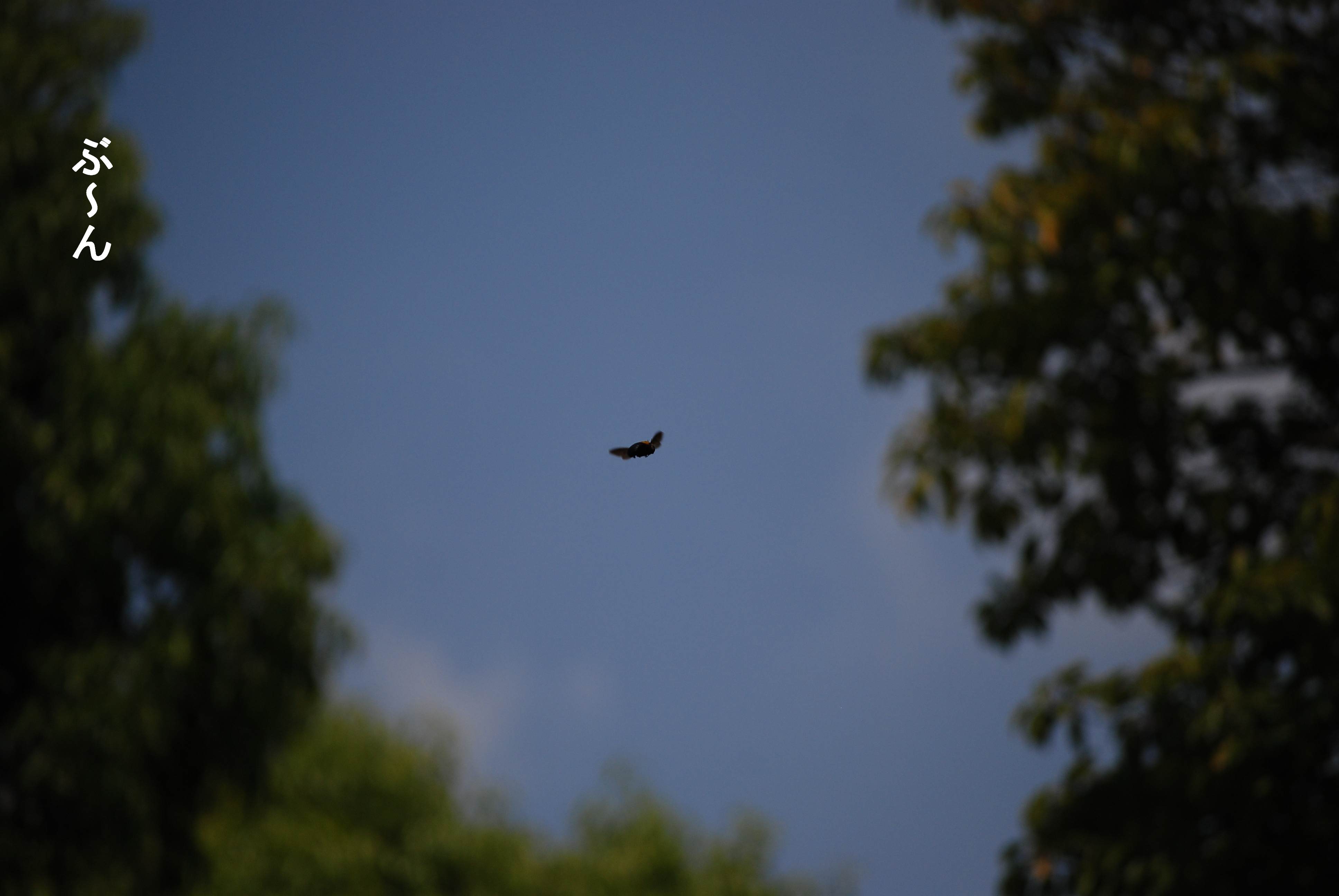 b0069128_99021.jpg