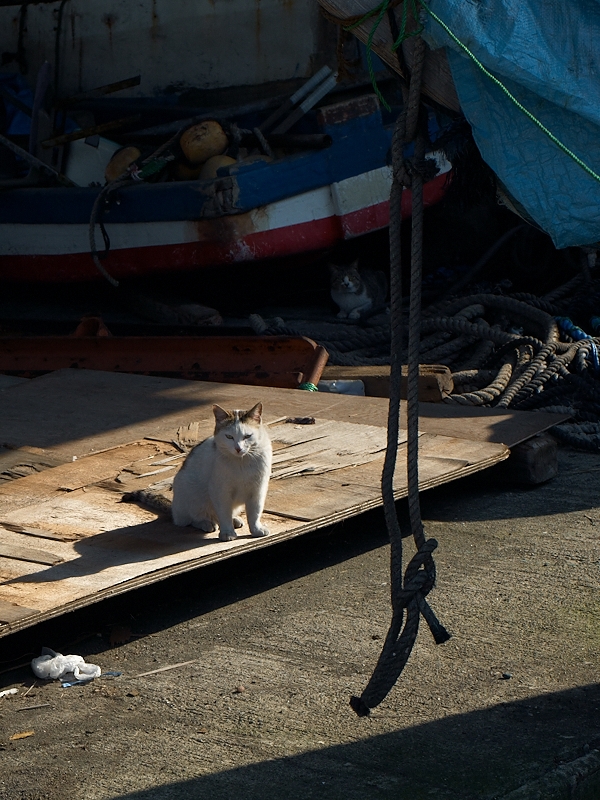 海岸の猫_c0006928_23454157.jpg