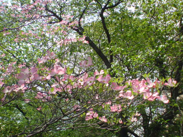 e0016828_10345228.jpg
