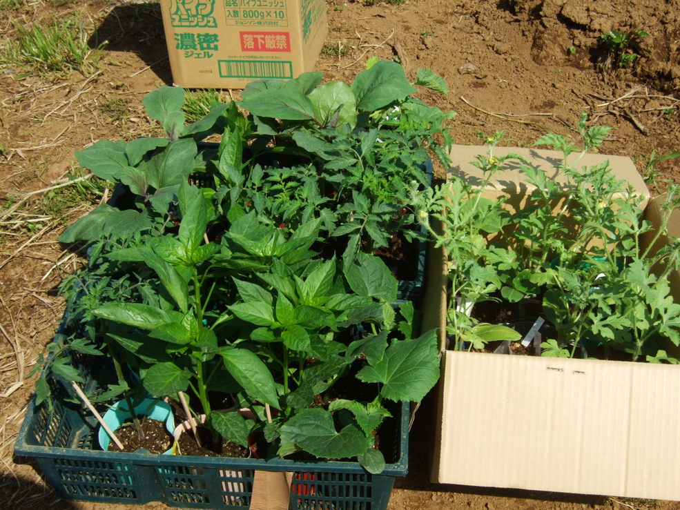 時期到来....夏野菜の植え付け....._b0137932_1865668.jpg
