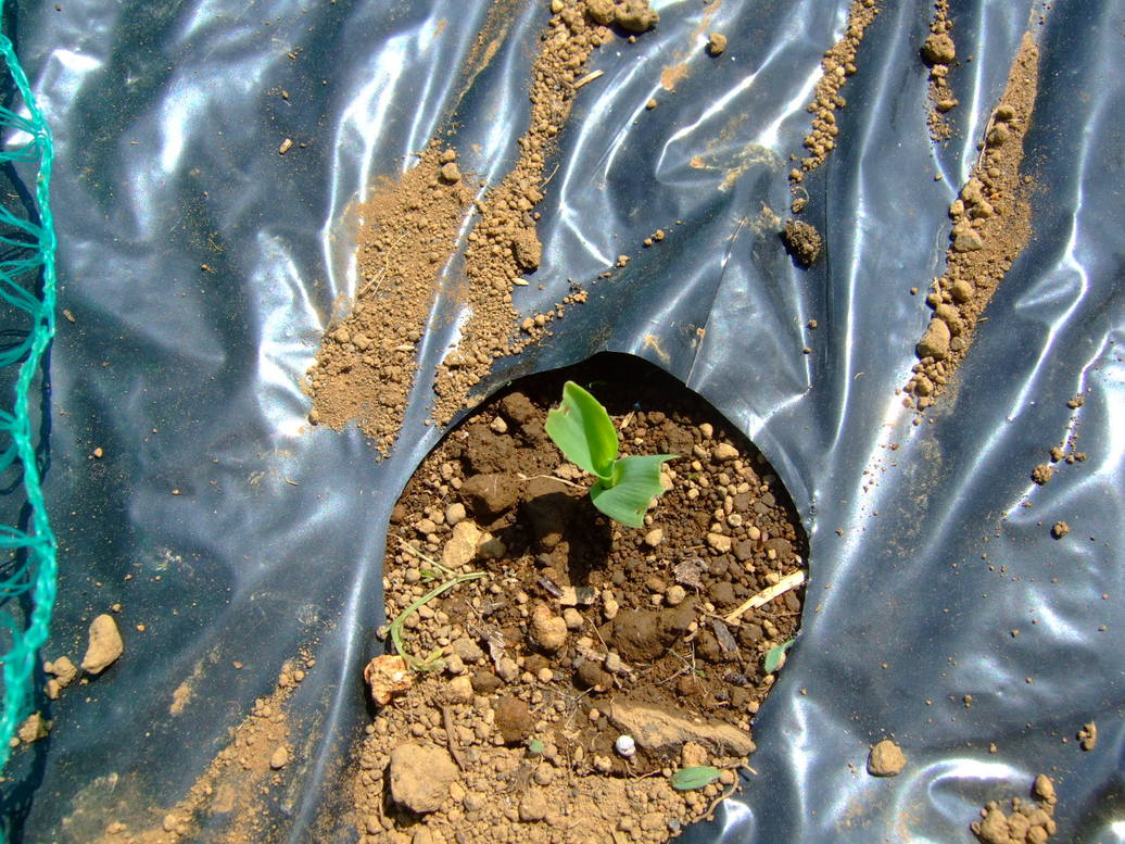 時期到来....夏野菜の植え付け....._b0137932_1874616.jpg