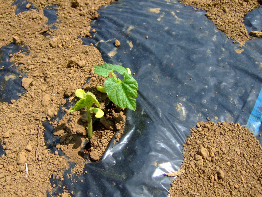 時期到来....夏野菜の植え付け....._b0137932_1882390.jpg