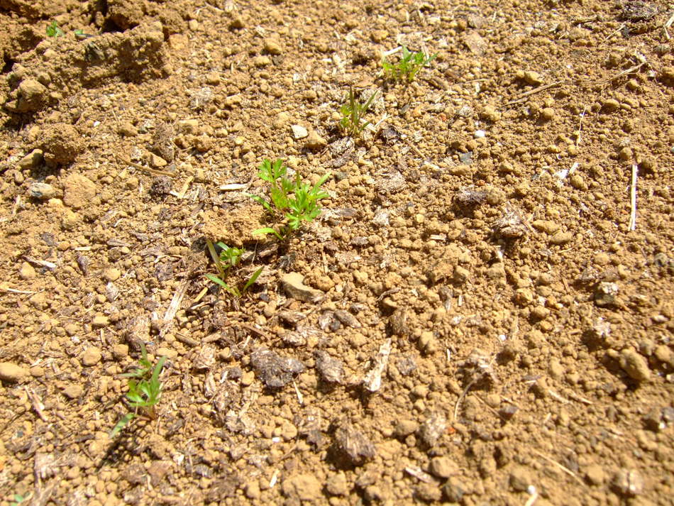 時期到来....夏野菜の植え付け....._b0137932_1884034.jpg