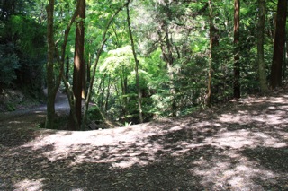 週末旅行 IX:奈良 〜 原始林の奥へ_d0010432_2124591.jpg