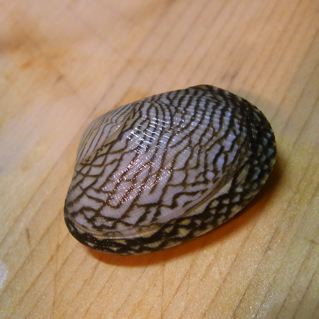 あさりの話 片手にピストル 心に花束