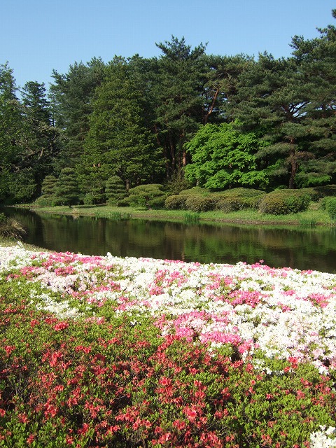 ツツジと藤が見ごろ　神代植物公園_a0018237_18315468.jpg