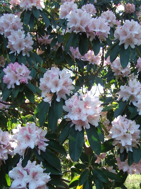 ツツジと藤が見ごろ　神代植物公園_a0018237_18331949.jpg