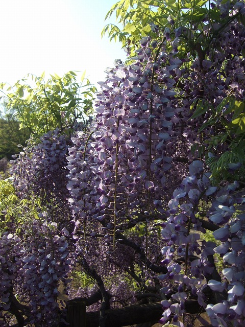 ツツジと藤が見ごろ　神代植物公園_a0018237_18345988.jpg