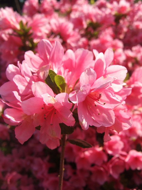 ツツジと藤が見ごろ　神代植物公園_a0018237_1834830.jpg