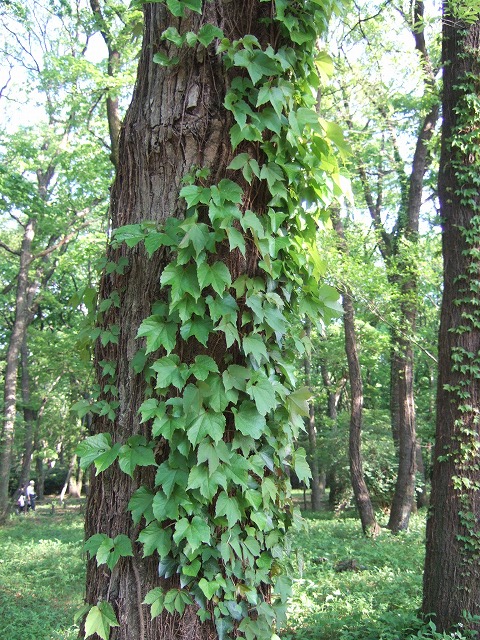 ツツジと藤が見ごろ　神代植物公園_a0018237_18365510.jpg