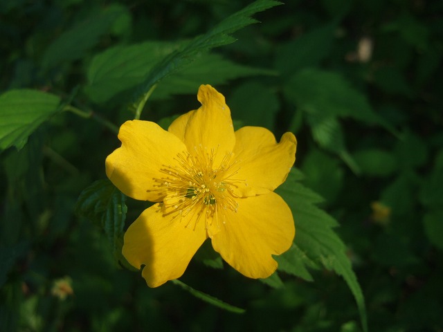 ツツジと藤が見ごろ　神代植物公園_a0018237_18381363.jpg