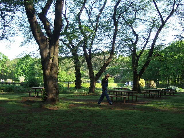 ツツジと藤が見ごろ　神代植物公園_a0018237_18403339.jpg