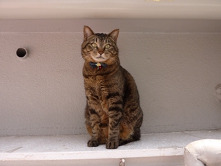 猫のお友だち 珊瑚ちゃん祿太くん 犬のお友だち イチローくん編。_a0143140_1754282.jpg