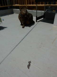 猫のお友だち 珊瑚ちゃん祿太くん 犬のお友だち イチローくん編。_a0143140_17563455.jpg