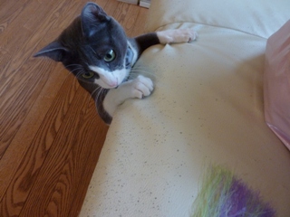 猫のお友だち 珊瑚ちゃん祿太くん 犬のお友だち イチローくん編。_a0143140_17585214.jpg