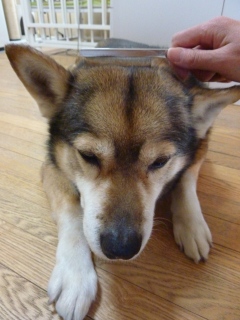 猫のお友だち 珊瑚ちゃん祿太くん 犬のお友だち イチローくん編。_a0143140_1803510.jpg