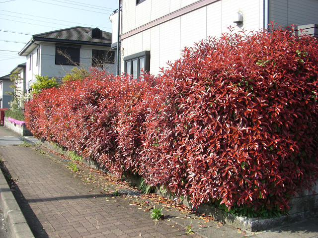 b0088444_2284532.jpg