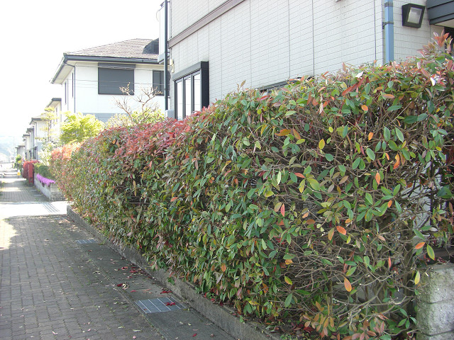 b0088444_229834.jpg