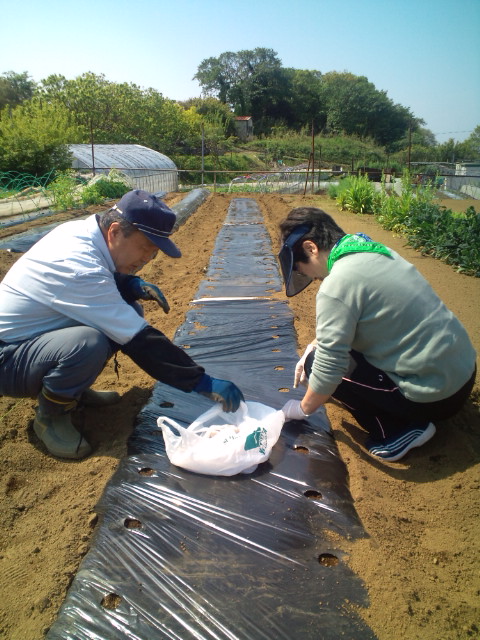 朝６時３０分　落花生の種は根が出ています_c0222448_11532325.jpg