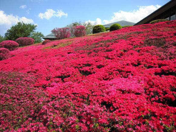 川村記念美術館のつつじ 躑躅 千葉県佐倉市 藝術クロスオーバー