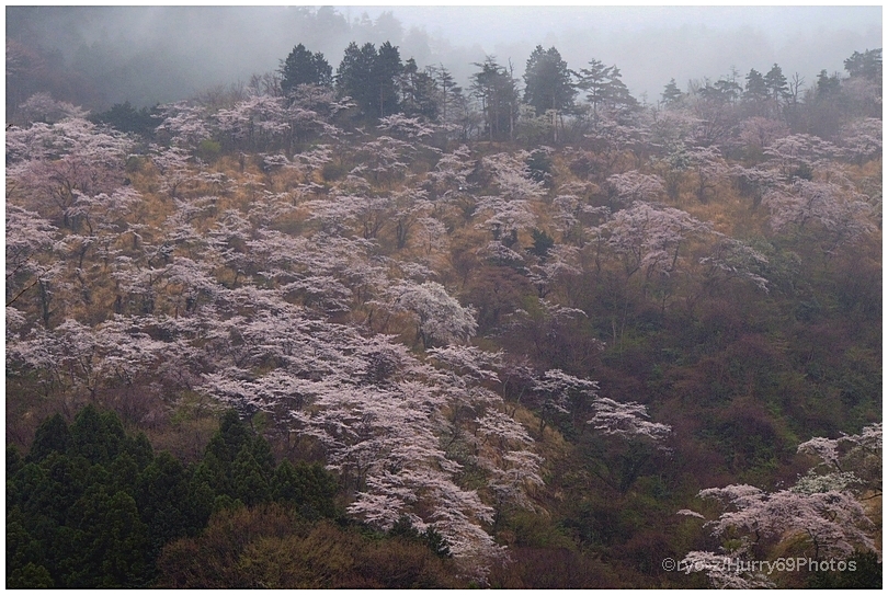 雨に霞む遠き日の桜山_e0063851_1749553.jpg