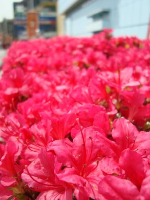 c0118352_8272410.jpg