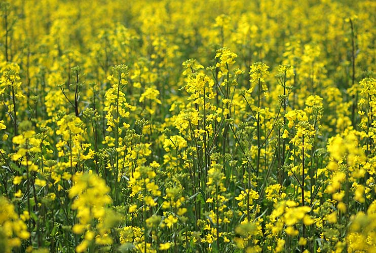 今日は菜の花畑にも行ってきたんだぜ。_d0072855_1931897.jpg