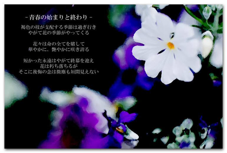 百篇の花と言葉達 017 青春の始まりと終わり サクラソウの花言葉 ターニング ポイント 写真のある生活へ