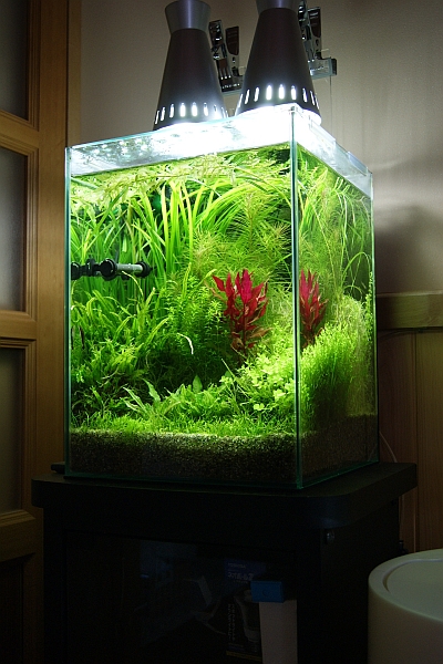 30h水槽 Aquatic Sipon 30h水槽 Aquatic Sipon