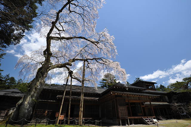 日光田母沢御用邸記念公園 ~枝垂れ桜~_f0222161_01526.jpg