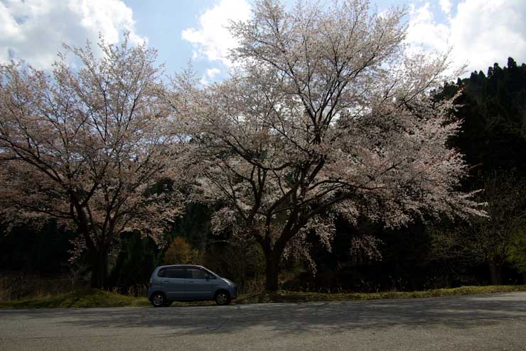 峠の桜３週目_e0019563_95922.jpg