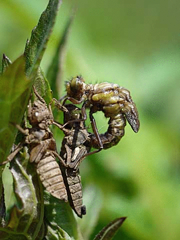 f0199866_22452671.gif