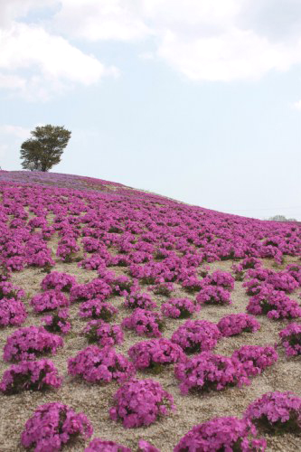 世羅高原　芝桜_f0232876_21261180.jpg