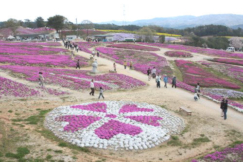 世羅高原　芝桜_f0232876_21262098.jpg