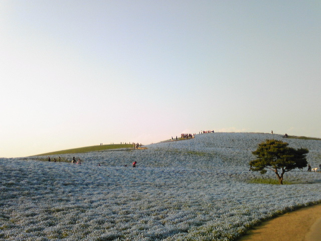 ひたち海浜公園_c0137778_19543792.jpg