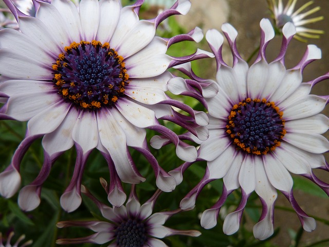 a0034382_1831119.jpg