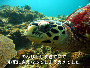 出たよ~~~、ジンベエ☆☆☆_f0144385_0413187.jpg