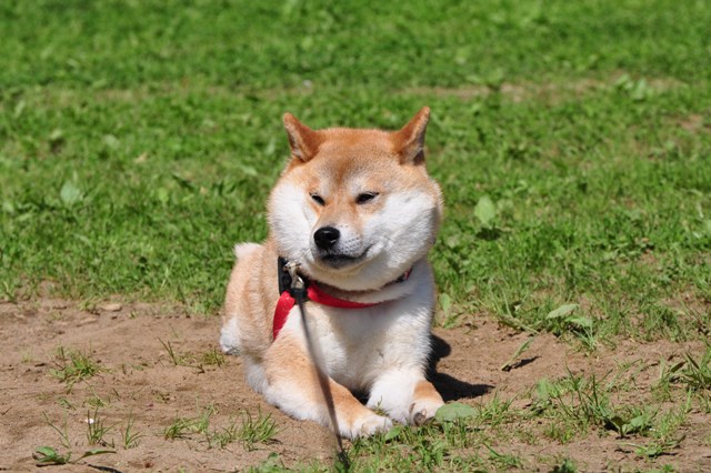 お転婆娘のりんごちゃん_a0126590_6295396.jpg