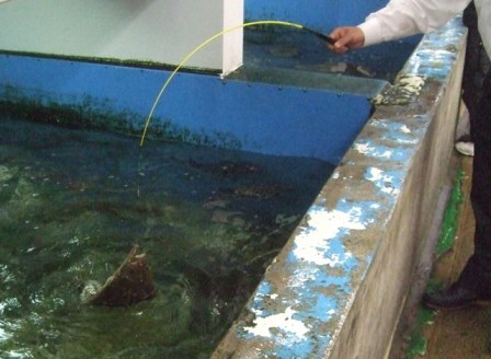 活魚センター 大昌 さとけん楽楽日記