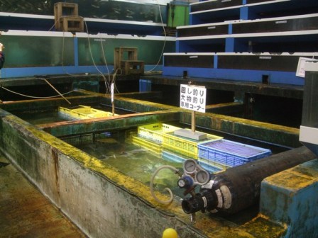 活魚センター 大昌 さとけん楽楽日記