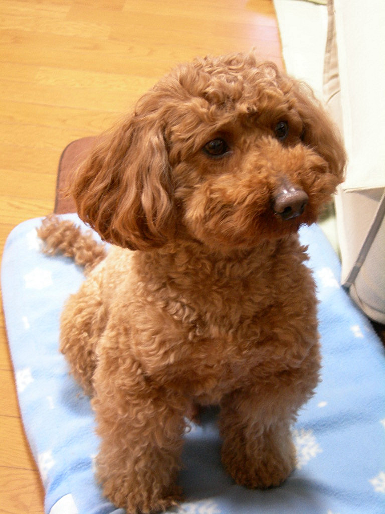 c0220700_6335566.jpg