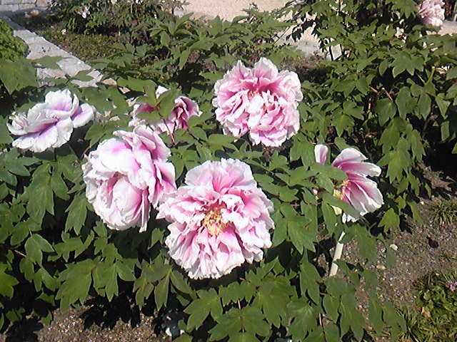 c0152507_6465236.jpg